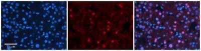 Immunohistochemistry-Paraffin ZNF236 Antibody - BSA Free