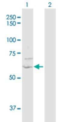 Western Blot: ZNF238 Antibody [H00010472-D01P] - Analysis of ZNF238 expression in transfected 293T cell line by ZNF238 polyclonal antibody.Lane 1: ZNF238 transfected lysate(58.40 KDa).Lane 2: Non-transfected lysate.