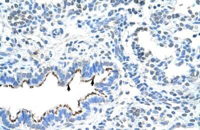 Immunohistochemistry ZNF239 Antibody - BSA Free