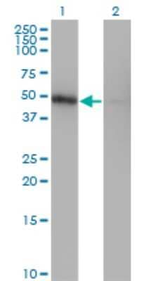 Western Blot: ZNF24 Antibody (4C2) [H00007572-M03] - Analysis of ZNF24 expression in transfected 293T cell line by ZNF24 monoclonal antibody (M03), clone 4C2. Lane 1: ZNF24 transfected lysatE (42.1 KDa). Lane 2: Non-transfected lysate.