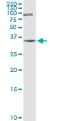 Western Blot ZNF253 Antibody - Azide and BSA Free