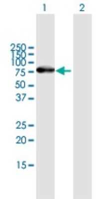 Western Blot ZNF254 Antibody - Azide and BSA Free