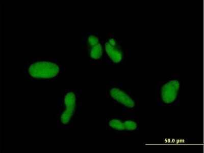 Immunocytochemistry/ Immunofluorescence ZNF257 Antibody