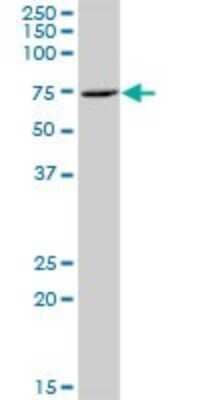 Western Blot ZNF257 Antibody