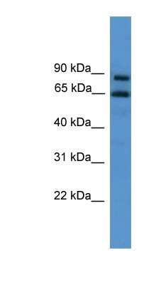 Western Blot ZNF257 Antibody - BSA Free