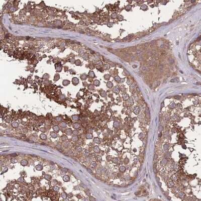 Immunohistochemistry-Paraffin: ZNF259 Antibody [NBP2-38172] - Staining of human testis shows cytoplasmic positivity in cells in seminiferous ducts and Leydig cells.