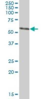 Western Blot: ZNF259 Antibody [H00008882-B01P] - Analysis of ZNF259 expression in human kidney.