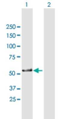 Western Blot: ZNF259 Antibody [H00008882-B01P] - Analysis of ZNF259 expression in transfected 293T cell line by ZNF259 polyclonal antibody.  Lane 1: ZNF259 transfected lysate(50.49 KDa). Lane 2: Non-transfected lysate.