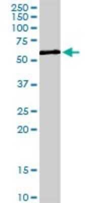 Western Blot: ZNF259 Antibody [H00008882-D01P] - Analysis of ZNF259 expression in human liver.