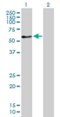 Western Blot: ZNF259 Antibody [H00008882-D01P] - Analysis of ZNF259 expression in transfected 293T cell line by ZNF259 polyclonal antibody.Lane 1: ZNF259 transfected lysate(50.90 KDa).Lane 2: Non-transfected lysate.
