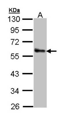 Western Blot: ZNF259 Antibody [NBP1-32965] - Sample (30 ug of whole cell lysate) A: A431 10% SDS PAGE; antibody diluted at 1:1000.