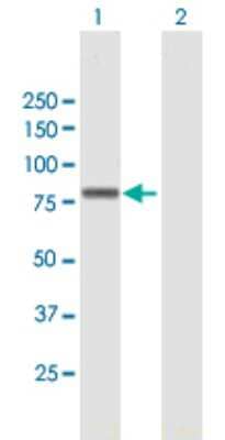 Western Blot: ZNF263 Antibody [H00010127-B01P] - Analysis of ZNF263 expression in transfected 293T cell line by ZNF263 polyclonal antibody.  Lane 1: ZNF263 transfected lysate(75.13 KDa). Lane 2: Non-transfected lysate.