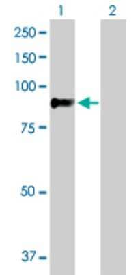Western Blot: ZNF263 Antibody [H00010127-D01P] - Analysis of ZNF263 expression in transfected 293T cell line by ZNF263 polyclonal antibody.Lane 1: ZNF263 transfected lysate(77.30 KDa).Lane 2: Non-transfected lysate.