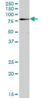 Western Blot: ZNF266 Antibody [H00010781-B01P] - Analysis of ZNF266 expression in Hela S3 NE.