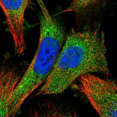 Immunocytochemistry/ Immunofluorescence ZNF268 Antibody - BSA Free
