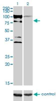 Western Blot ZNF274 Antibody (1D8) - Azide and BSA Free