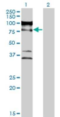 Western Blot ZNF274 Antibody (1D8) - Azide and BSA Free