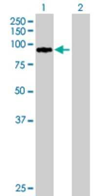 Western Blot: ZNF274 Antibody [H00010782-B01P] - Analysis of ZNF274 expression in transfected 293T cell line by ZNF274 polyclonal antibody.  Lane 1: ZNF274 transfected lysate(71.83 KDa). Lane 2: Non-transfected lysate.
