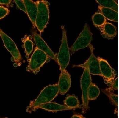 Immunocytochemistry/ Immunofluorescence ZNF276 Antibody (PCRP-ZNF276-1A5)