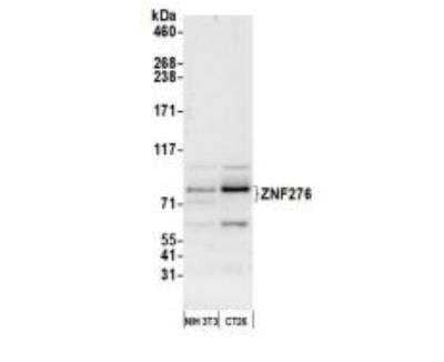 Western Blot ZNF276 Antibody - BSA Free