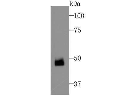 Western Blot: ZNF312 Antibody [NBP2-75721] - Analysis of FEZF2 on Zebrafish tissue lysates using anti-FEZF2 antibody at 1/500 dilution.