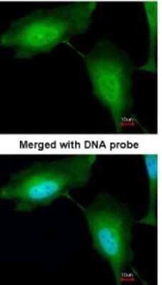 Immunocytochemistry/Immunofluorescence: ZNF313 Antibody [NBP1-32661] - Paraformaldehyde-fixed HeLa, using antibody at 1:200 dilution.