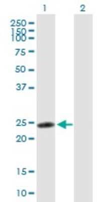 Western Blot: ZNF313 Antibody [H00055905-B01P] - Analysis of RNF114 expression in transfected 293T cell line by RNF114 polyclonal antibody.  Lane 1: ZNF313 transfected lysate(25.08 KDa). Lane 2: Non-transfected lysate.