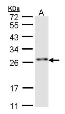 Western Blot: ZNF313 Antibody [NBP1-32661] - Sample (30 ug of whole cell lysate)A:Hep G2  12 % SDS PAGE, antibody diluted at 1:1000.
