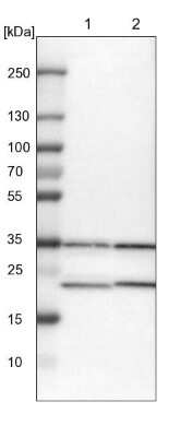 Western Blot ZNF313 Antibody - BSA Free