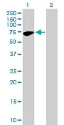 Western Blot: ZNF317 Antibody [H00057693-B01P] - Analysis of ZNF317 expression in transfected 293T cell line by ZNF317 polyclonal antibody.  Lane 1: ZNF317 transfected lysate(65.45 KDa). Lane 2: Non-transfected lysate.