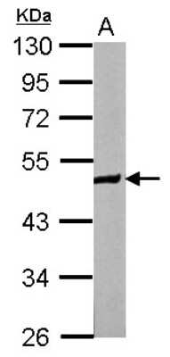 Western Blot: ZNF322A Antibody [NBP2-20990] - Sample (50 ug of whole cell lysate) A: Mouse Heart, 10% SDS PAGE gel, diluted at 1:1000.