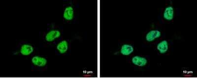 Immunocytochemistry/Immunofluorescence: ZNF329 Antibody [NBP2-20993] - NT2D1 cells were fixed in 4% paraformaldehyde at RT for 15 min. Green: ZNF329 protein stained by ZNF329 antibody diluted at 1:500. Blue: Hoechst 33342 staining.
