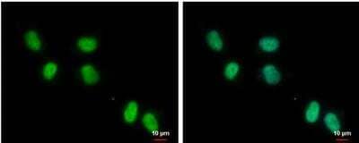 Immunocytochemistry/Immunofluorescence: ZNF329 Antibody [NBP2-20994] - NT2D1 cells were fixed in 4% paraformaldehyde at RT for 15 min. Green: ZNF329 protein stained by ZNF329 antibody diluted at 1:500. Blue: Hoechst 33342 staining. Scale bar = 10 um.