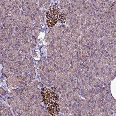 Immunohistochemistry-Paraffin: ZNF329 Antibody [NBP1-92622] - Staining of human pancreas shows strong cytoplasmic positivity in islets of Langerhans.