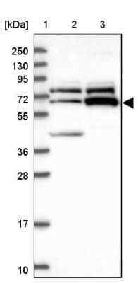 Western Blot: ZNF329 Antibody [NBP1-92622] - Lane 1: Marker  [kDa] 250, 130, 95, 72, 55, 36, 28, 17, 10.  Lane 2: Human cell line RT-4.  Lane 3: Human cell line U-251MG sp