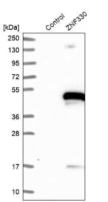 Western Blot: ZNF330 Antibody [NBP1-81694] - Analysis in control (vector only transfected HEK293T lysate) and ZNF330 over-expression lysate (Co-expressed with a C-terminal myc-DDK tag (3.1 kDa) in mammalian HEK293T cells).