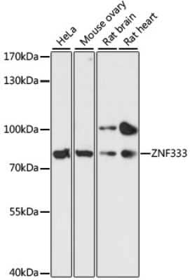 Western Blot ZNF333 Antibody - Azide and BSA Free