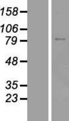 Western Blot ZNF334 Overexpression Lysate