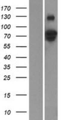 Western Blot ZNF336 Overexpression Lysate