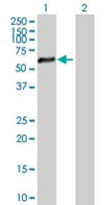 Western Blot: ZNF34 Antibody [H00080778-B01P] - Analysis of ZNF34 expression in transfected 293T cell line by ZNF34 polyclonal antibody.  Lane 1: ZNF34 transfected lysate(60.39 KDa). Lane 2: Non-transfected lysate.