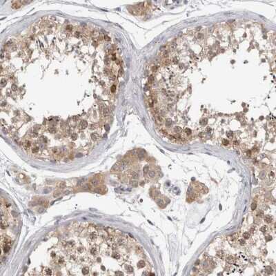 Immunohistochemistry-Paraffin: ZNF341 Antibody [NBP1-84219] - Staining of human testis shows cytoplasmic positivity in cells in seminiferous ducts and Leydig cells.