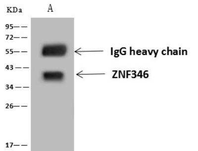 Immunoprecipitation ZNF346 Antibody - BSA Free