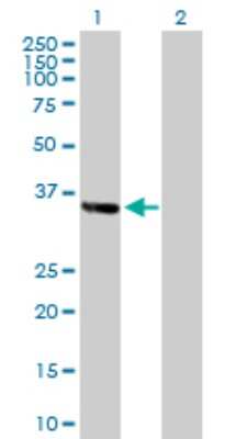 Western Blot: ZNF346 Antibody [H00023567-B01P] - Analysis of ZNF346 expression in transfected 293T cell line by ZNF346 polyclonal antibody.  Lane 1: ZNF346 transfected lysate(32.34 KDa). Lane 2: Non-transfected lysate.