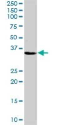 Western Blot: ZNF346 Antibody [H00023567-D01P] - Analysis of ZNF346 expression in mouse liver.