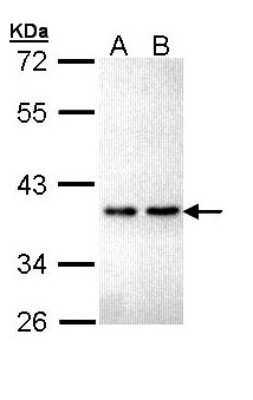 Western Blot ZNF346 Antibody - BSA Free