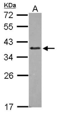 Western Blot: ZNF346 Antibody [NBP2-20997] - Sample (30 ug of whole cell lysate) A: A549 12% SDS PAGE gel, diluted at 1:500.