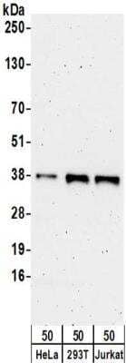 Western Blot: ZNF346 Antibody [NBP2-32230] - Samples:  Whole cell lysate (50 ug) from HeLa, 293T, and Jurkat cells. Antibodies:  Affinity purified rabbit anti-ZNF346 antibody NBP2-32230 used for WB at 0.1 ug/ml.  Detection: Chemiluminescence with an exposure time of 3 minutes.