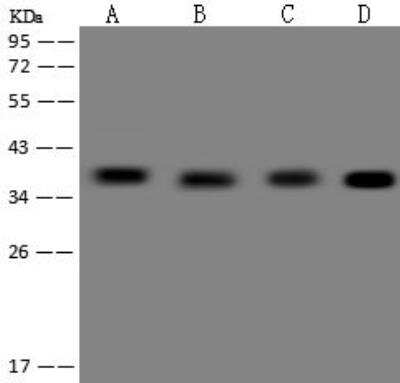 Western Blot ZNF346 Antibody - BSA Free