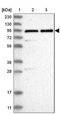 Western Blot ZNF358 Antibody - BSA Free