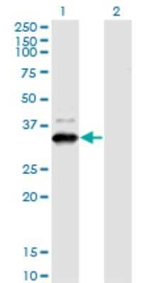 Western Blot: ZNF365 Antibody (2E3) [H00022891-M03] - Analysis of ZNF365 expression in transfected 293T cell line by ZNF365 monoclonal antibody (M03), clone 2E3. Lane 1: ZNF365 transfected lysate (Predicted MW: 31.4 KDa). Lane 2: Non-transfected lysate.